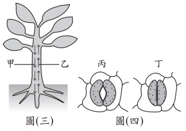 植物剖面與表皮細胞圖